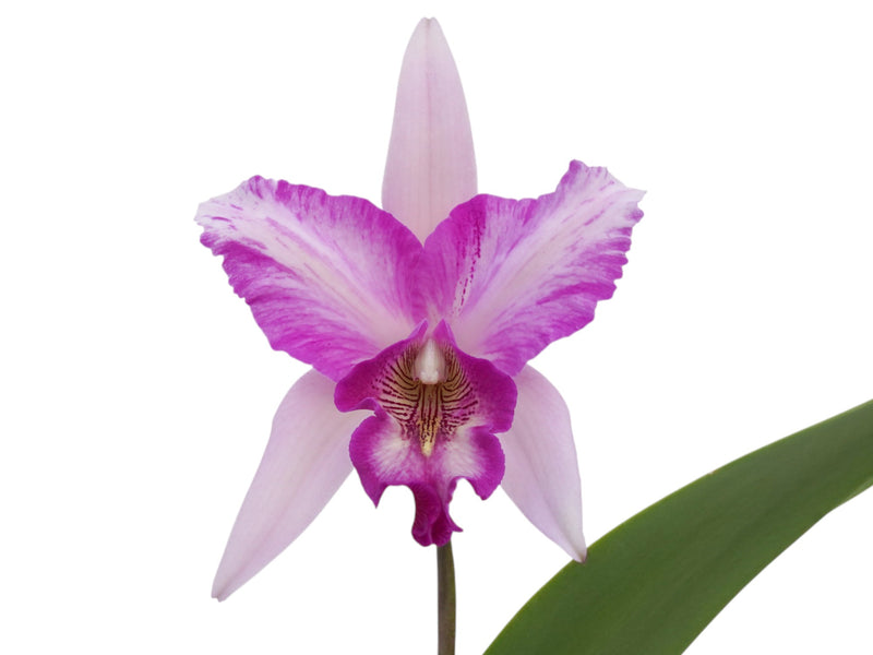 Laeliocattleya Interceps (L. anceps lineolata x C. intermedia-Gigas) (rec.)