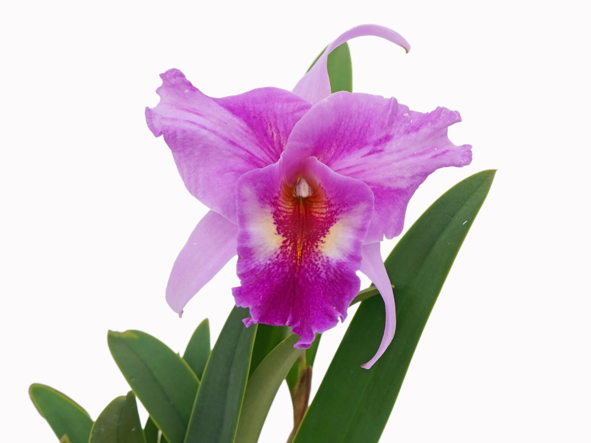 Laeliocattleya Jhoenmy Hermo | L. anceps × C. lueddemanniana