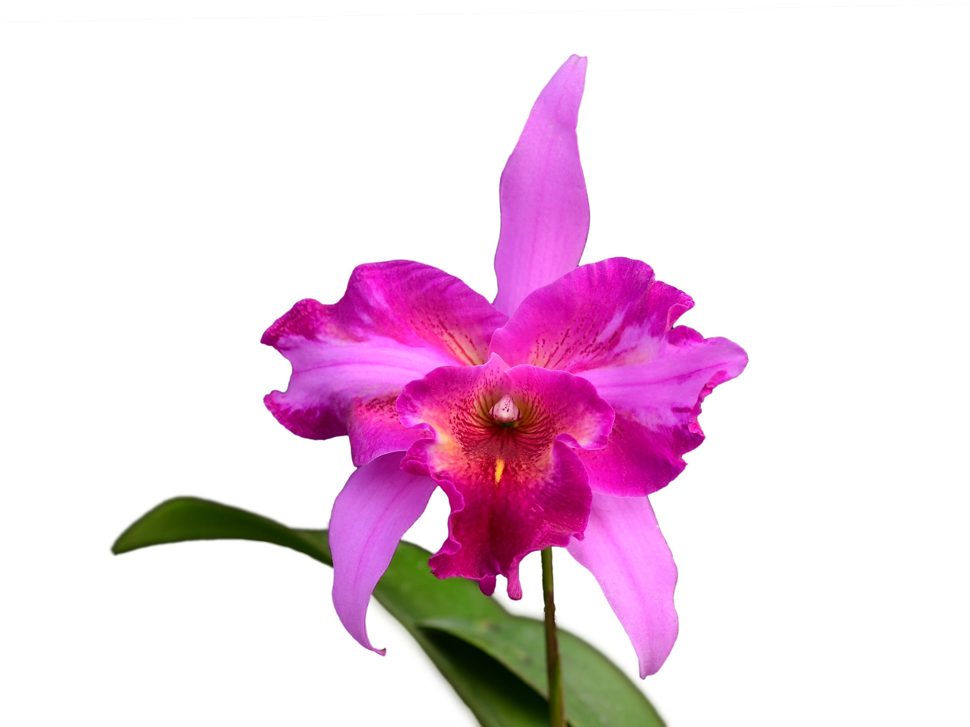 Laeliocattleya Jhoenmy Hermo | L. anceps × C. lueddemanniana