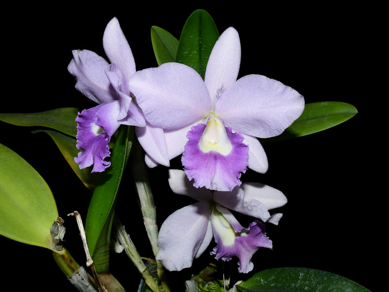 Laeliocattleya Kazuko Takamatsu 'Seto Blue'