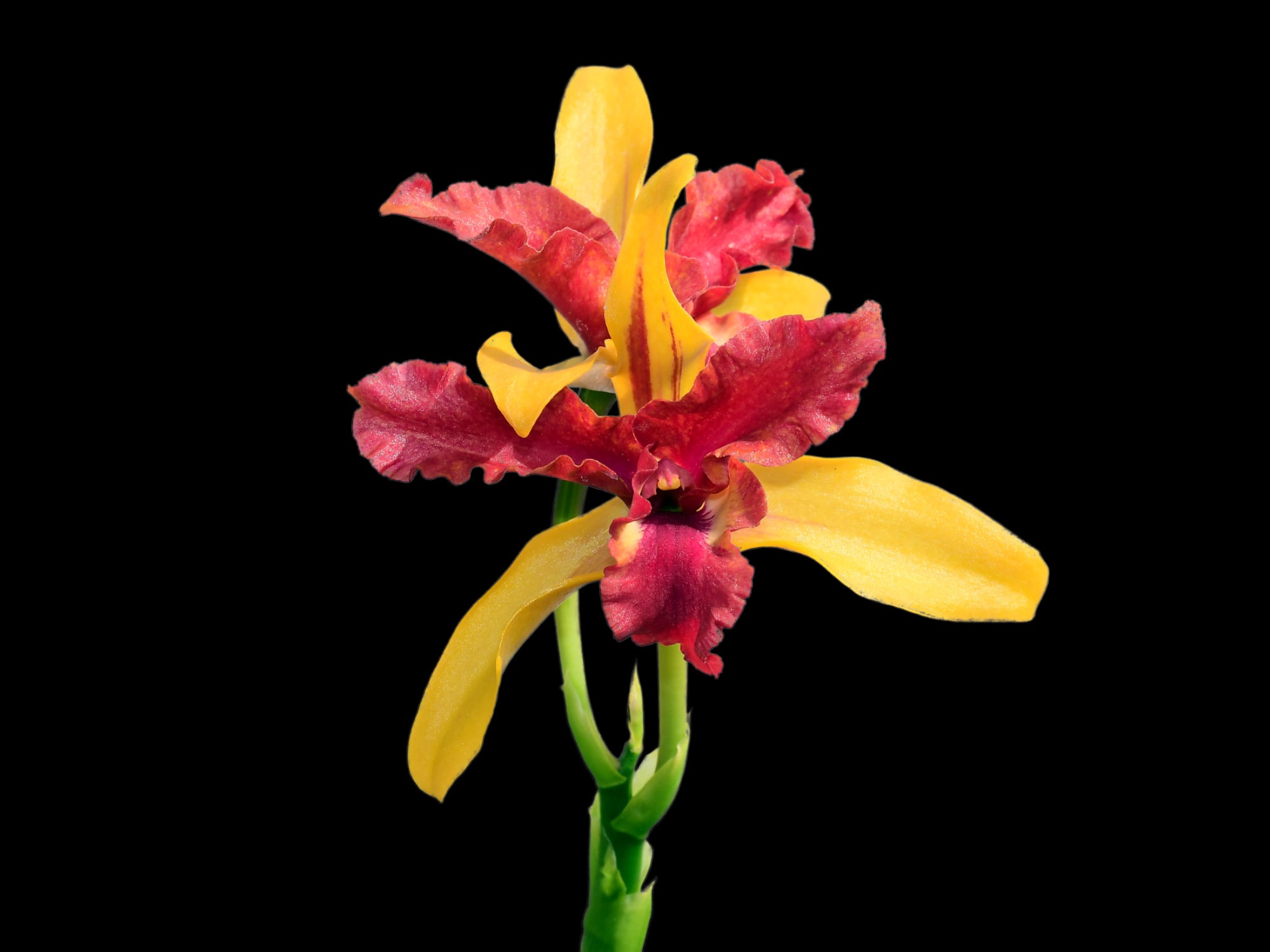 Laeliocattleya Len Zieff — Ecuagenera Orquídeas del Ecuador