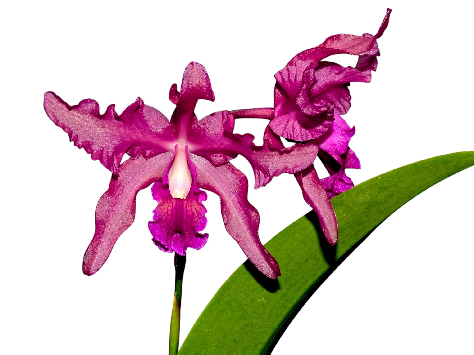 Laeliocattleya Margaret Ackerley — Ecuagenera Orquídeas del Ecuador