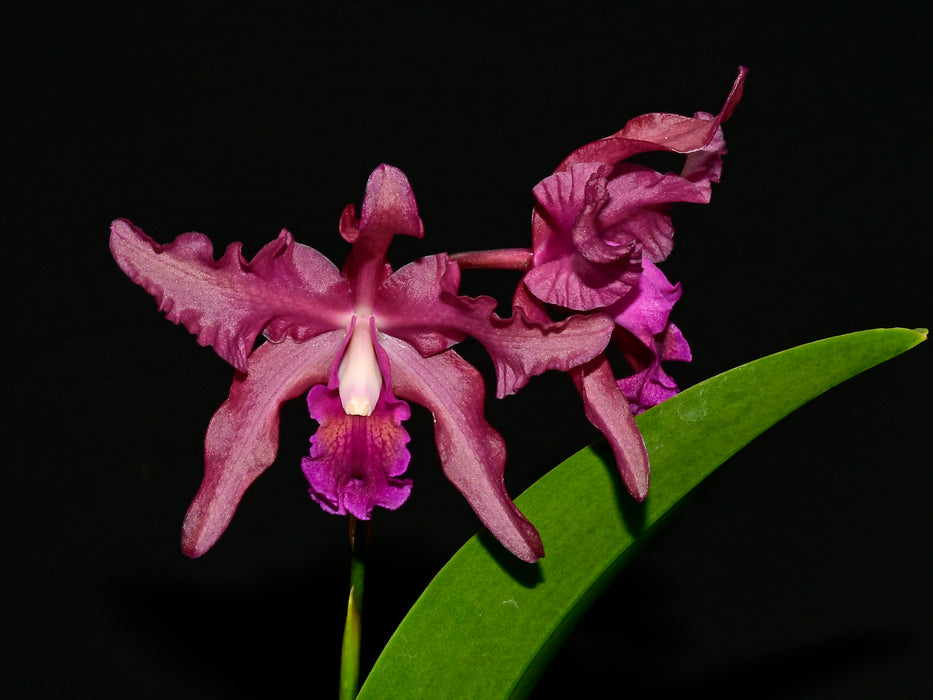 Laeliocattleya Margaret Ackerley