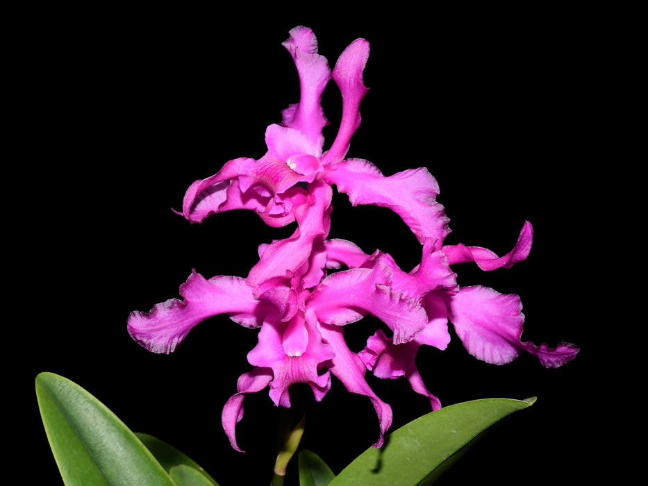 Laeliocattleya Margaret Ackerley