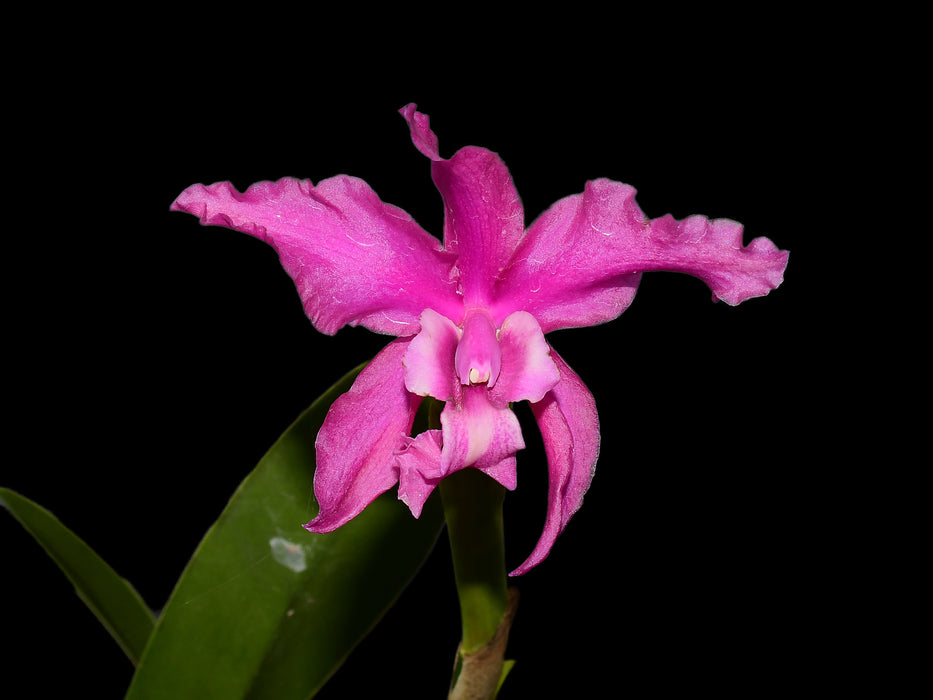 Laeliocattleya Margaret Ackerley