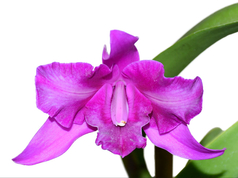 Laeliocattleya Maria