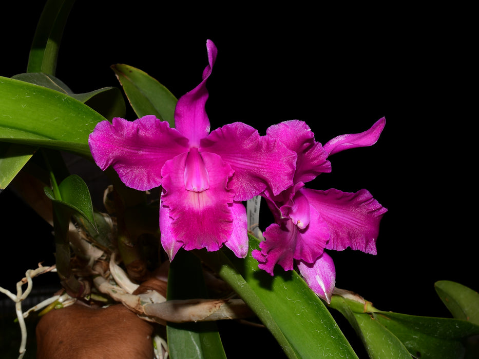 Laeliocattleya Maria