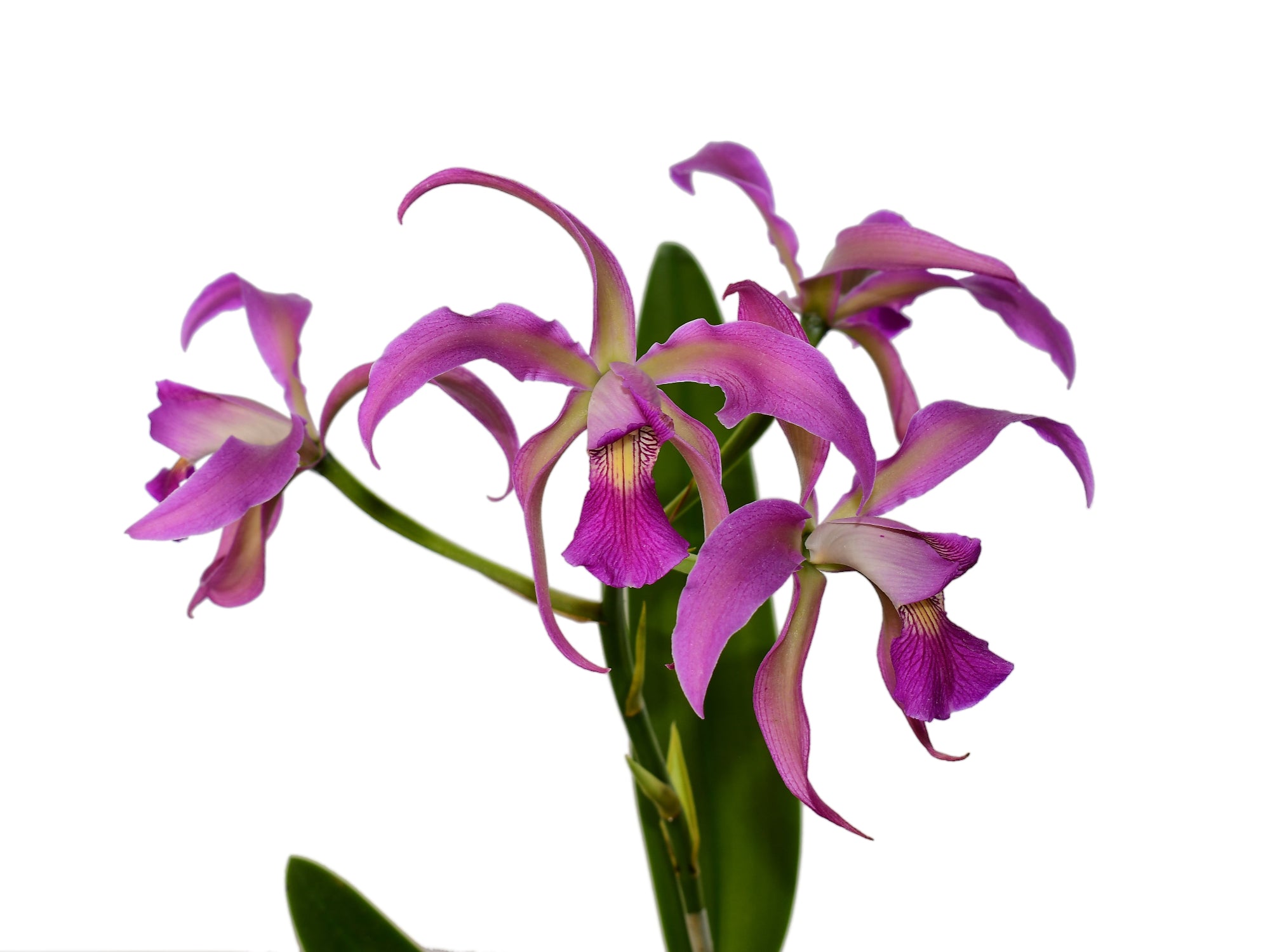 Laeliocattleya Maria Jose Pinto