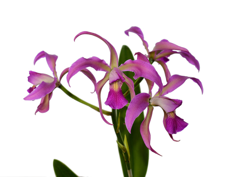 Laeliocattleya Maria Jose Pinto