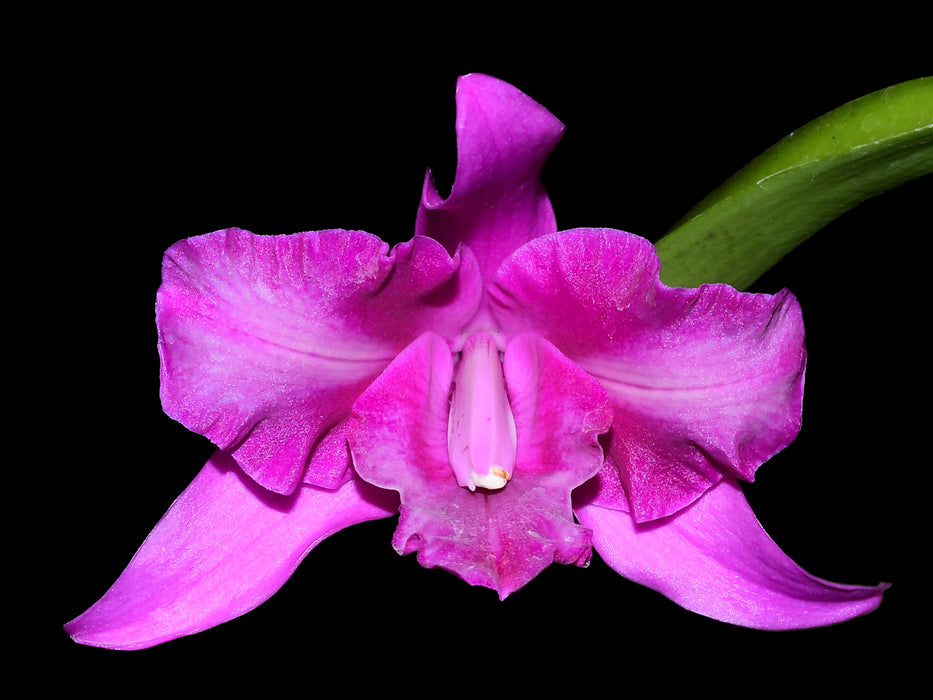 Laeliocattleya Maria