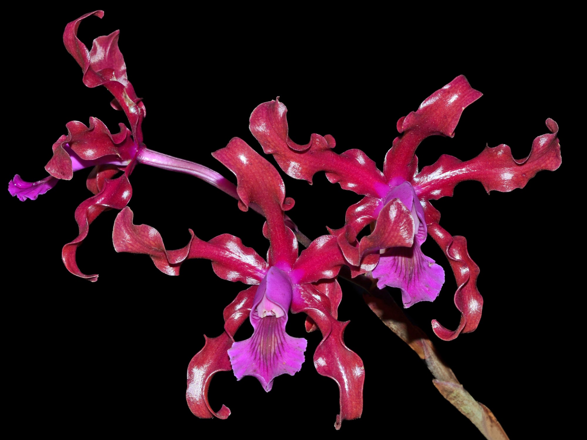 MariAつる Laeliocattleya Maritza Segovia — Ecuagenera Orquídeas del Ecuador