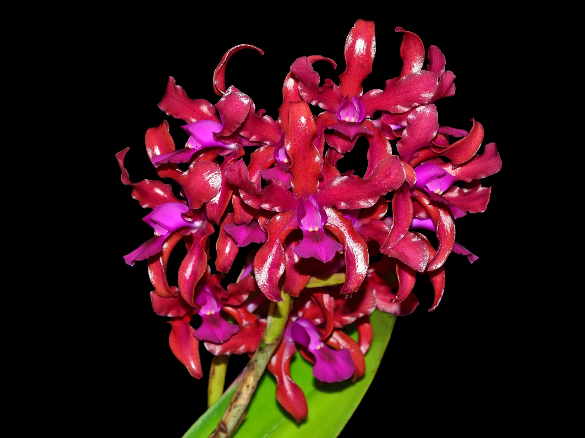 Laeliocattleya Mi Morena — Ecuagenera Orquídeas del Ecuador