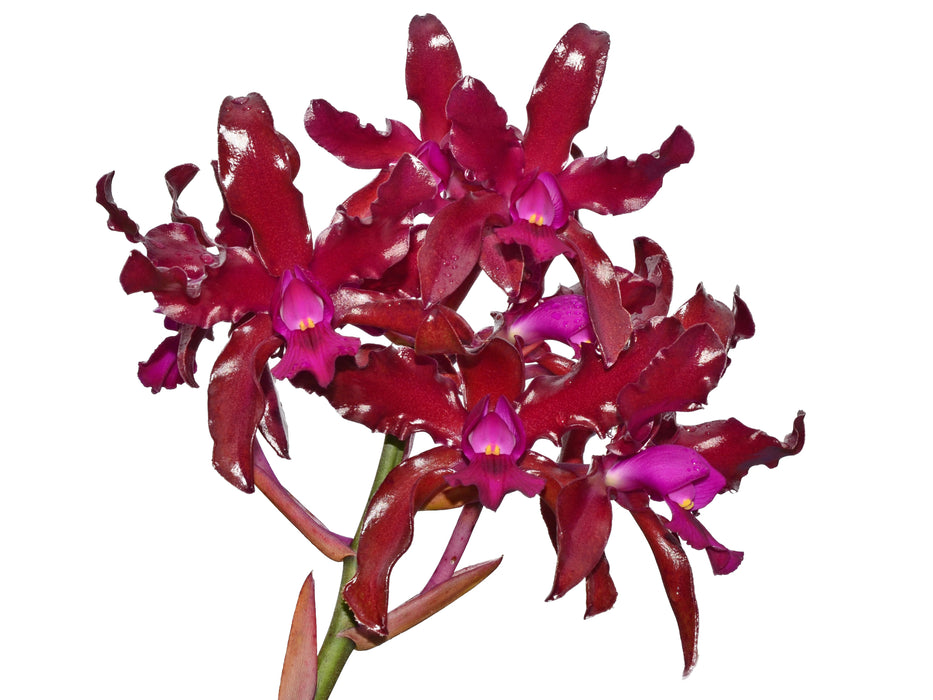 Laeliocattleya Mi Morena