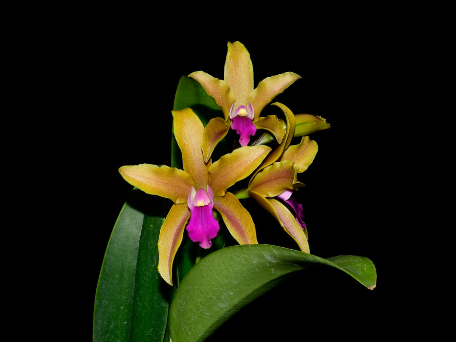 Laeliocattleya Mi Pautena