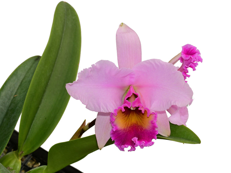 Laeliocattleya Ninfa Portilla