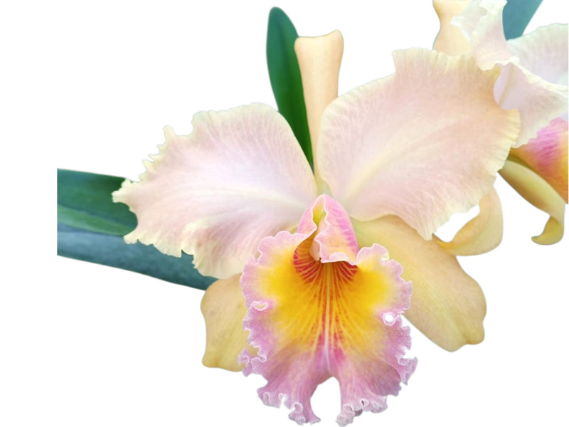 Rhyncholaeliocattleya Maria Angamarca
