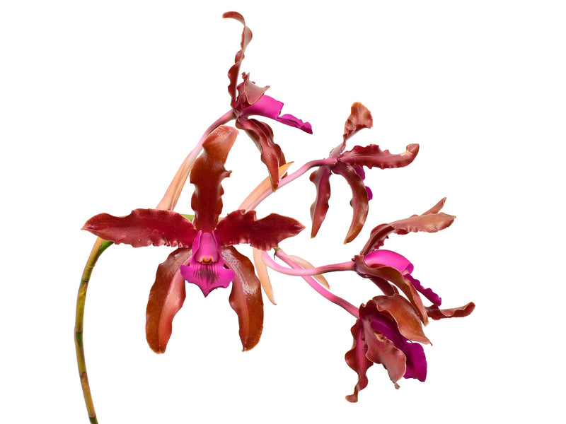 Laeliocattleya Pepe Portilla