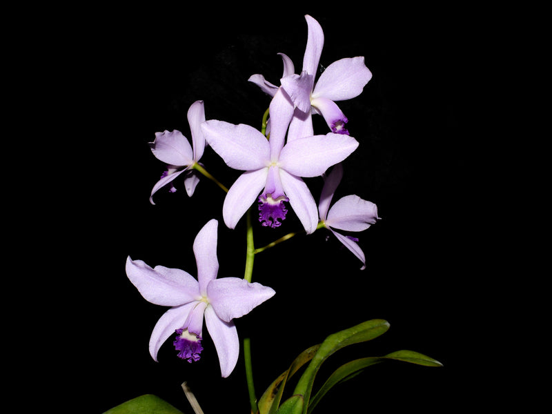 Laeliocattleya Rock Ruby