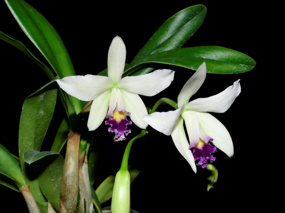 Laeliocattleya Rock Ruby