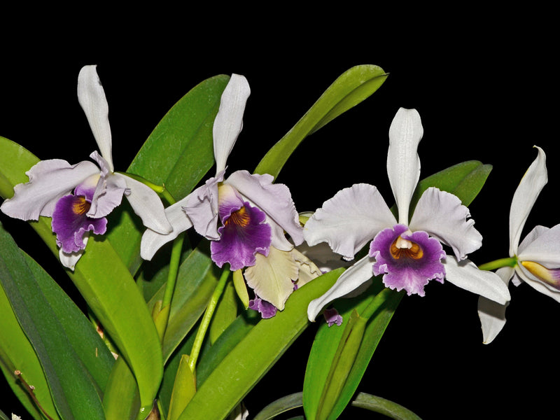 Laeliocattleya Roeblingii Sentinel