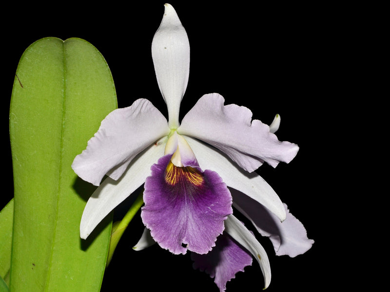 Laeliocattleya Roeblingii Sentinel