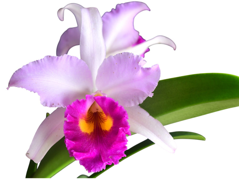 Laeliocattleya Roeblingii 'Sentinel' x Brassolaeliocattleya Pastoral 'Inocence'