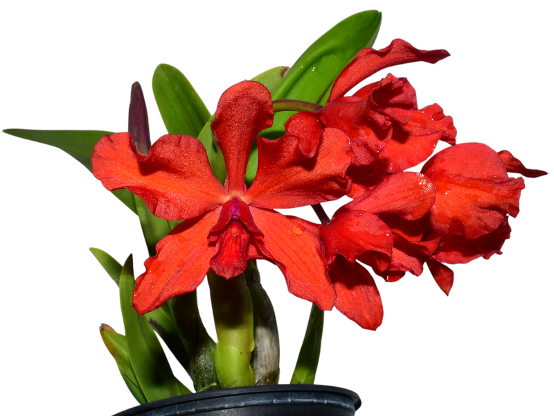 Laeliocattleya Santa Barbara