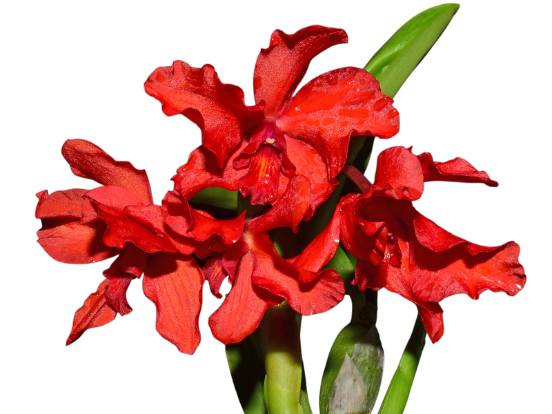 Laeliocattleya Santa Barbara