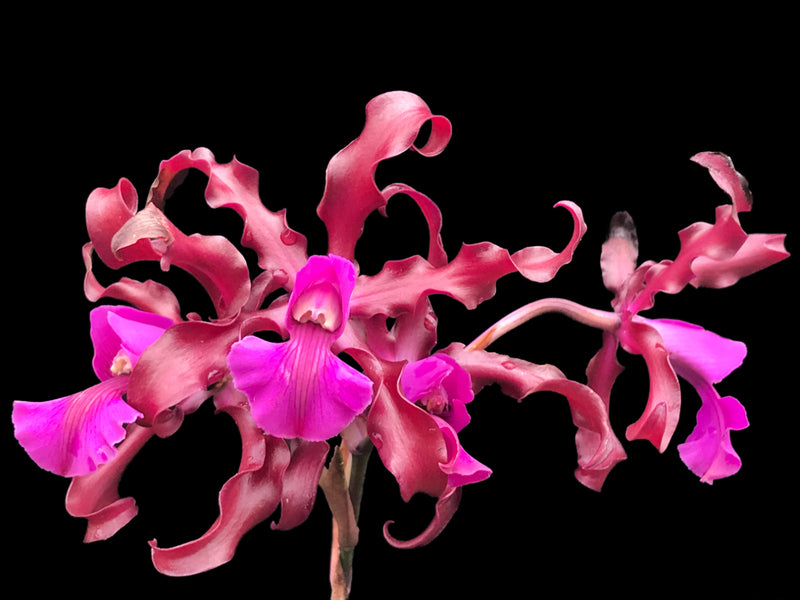 Laeliocattleya The Future is Better