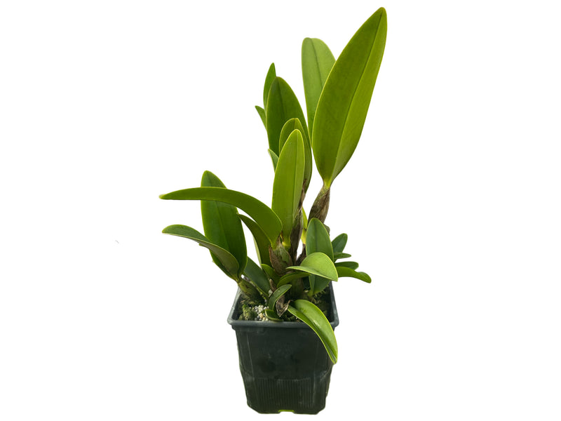 Laeliocattleya Maria Jose Pinto