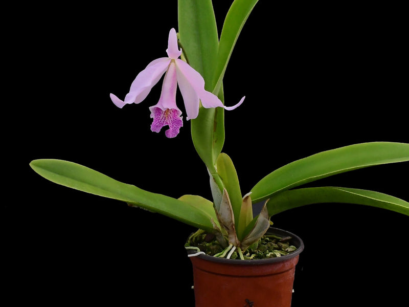 Laeliocattleya Uzhupud Night f. semialba