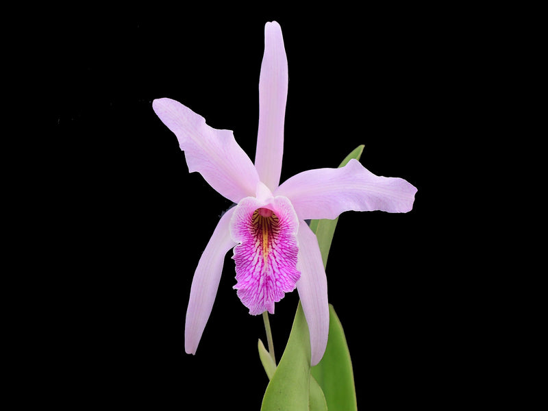 Laeliocattleya Uzhupud Night f. semialba