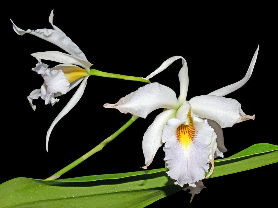 Laeliocattleya Uzhupud Night f. coerulea