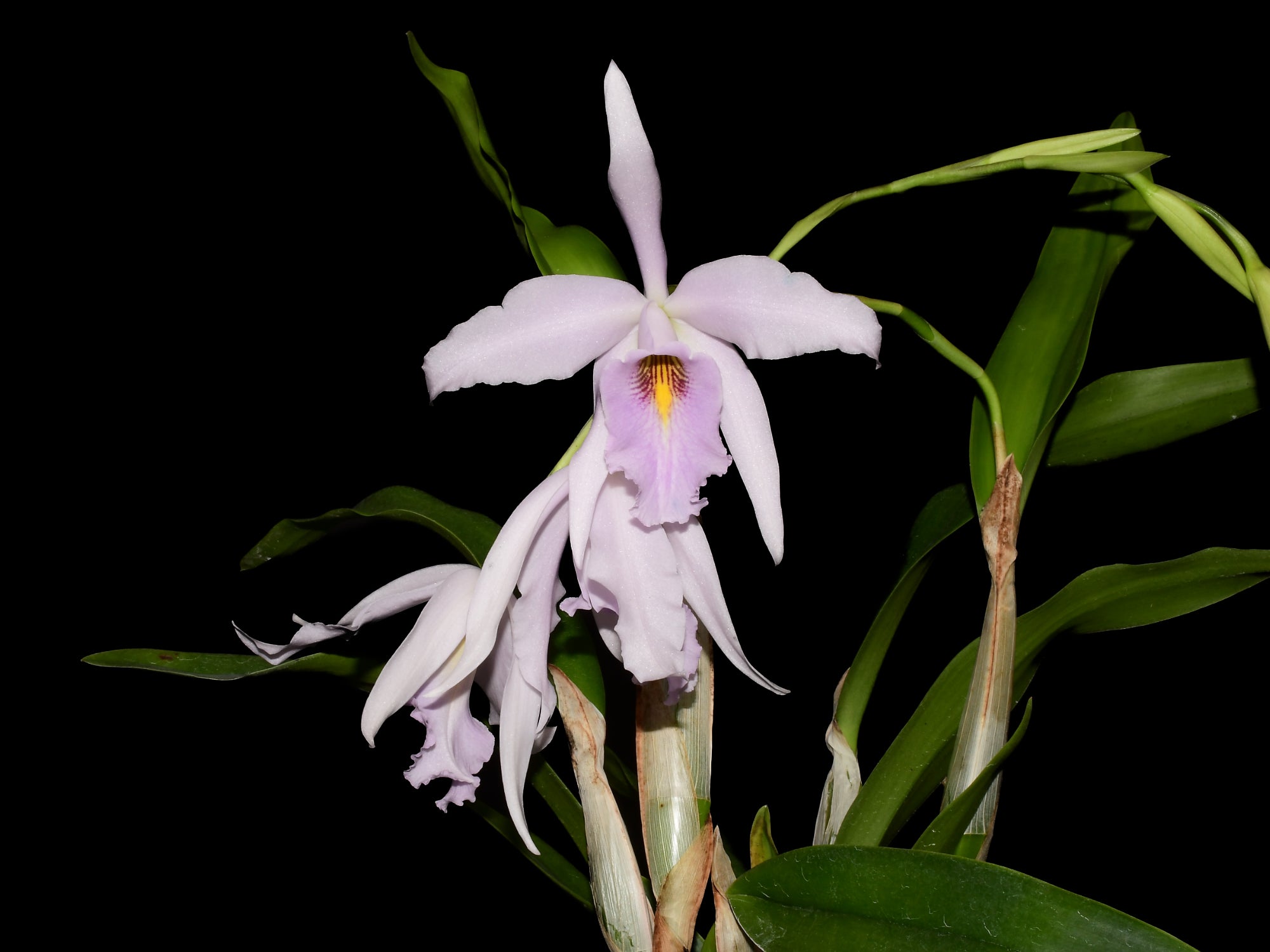 Laeliocattleya Uzhupud Night f. coerulea — Ecuagenera Orquídeas