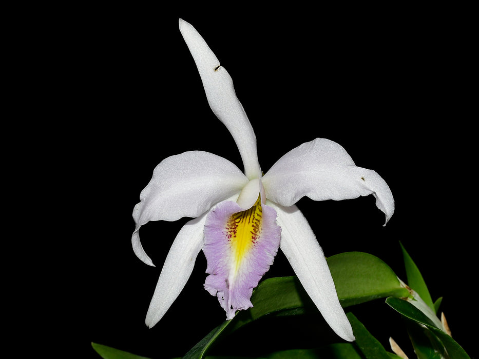 Laeliocattleya Uzhupud Night f. coerulea