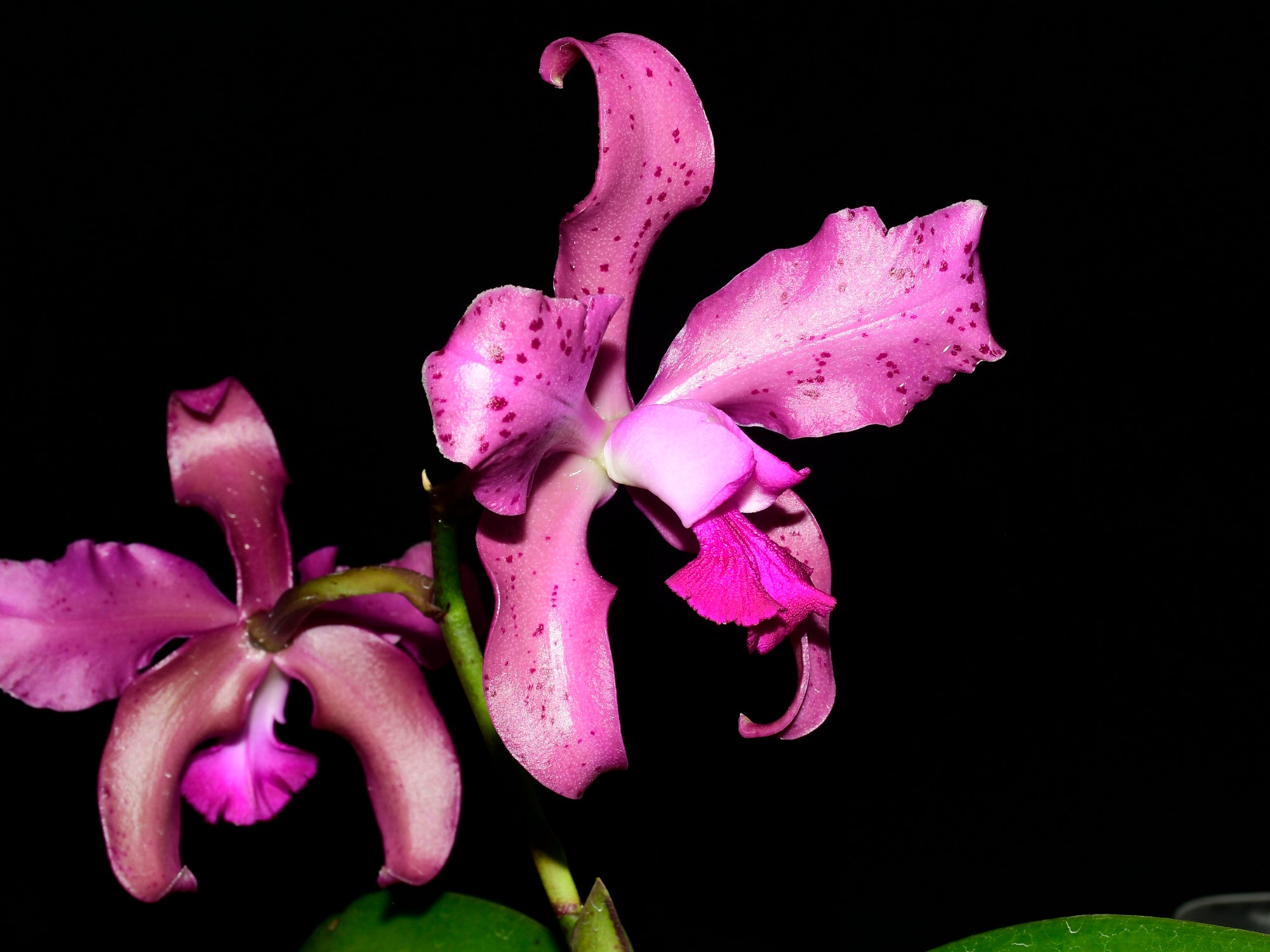 Laeliocattleya Vitoria Munoz — Ecuagenera Orquídeas del Ecuador