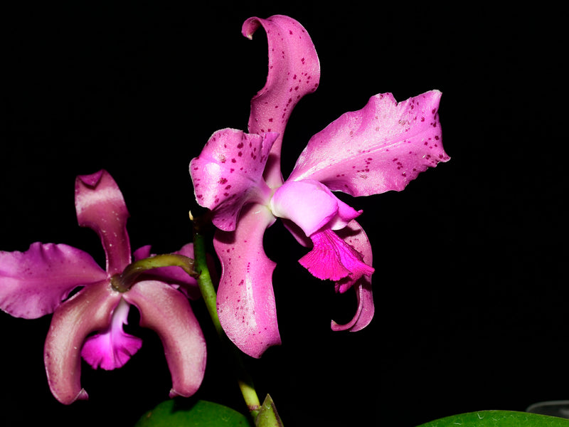 Laeliocattleya Vitoria Munoz