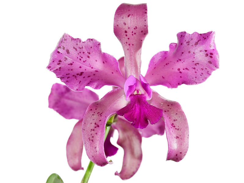 Laeliocattleya Vitoria Munoz
