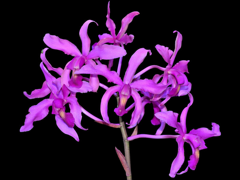 Laeliocattleya Vivi Arosemena