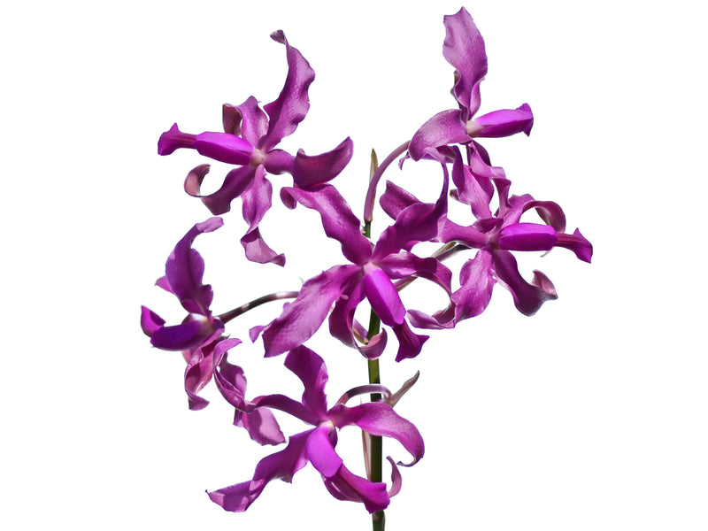 Laeliocattleya Vivi Arosemena
