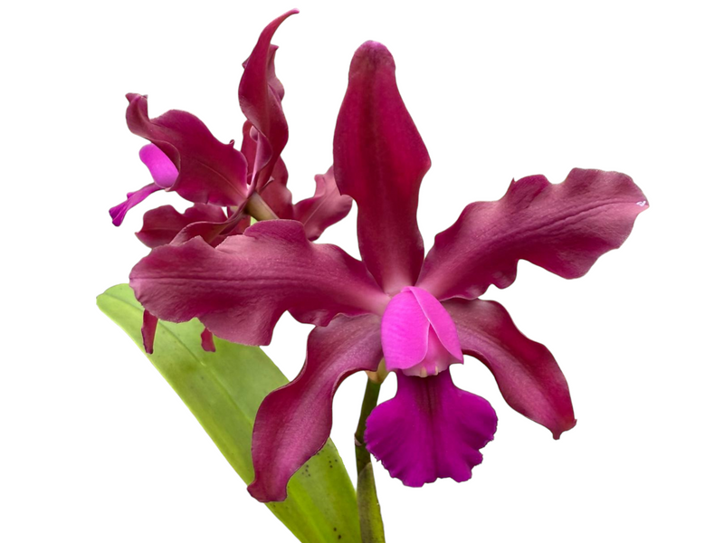 Laeliocattleya William Bangaurtl