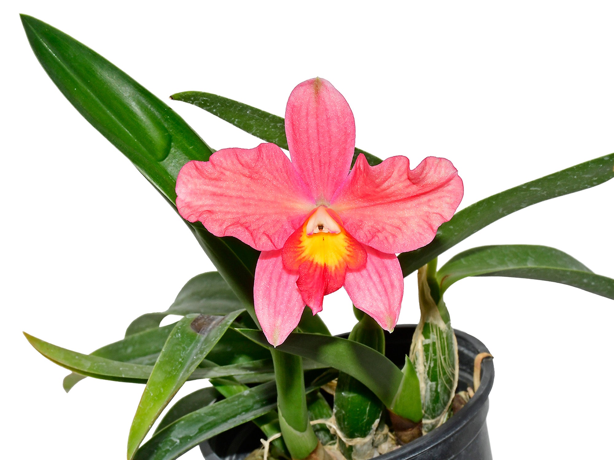 Laeliocattleya Yondi Ashleigh