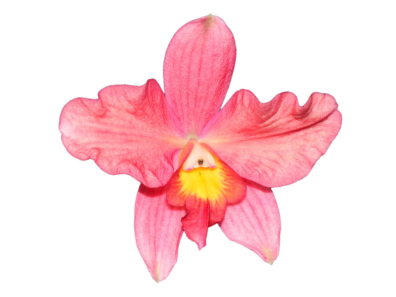 Laeliocattleya Yondi Ashleigh