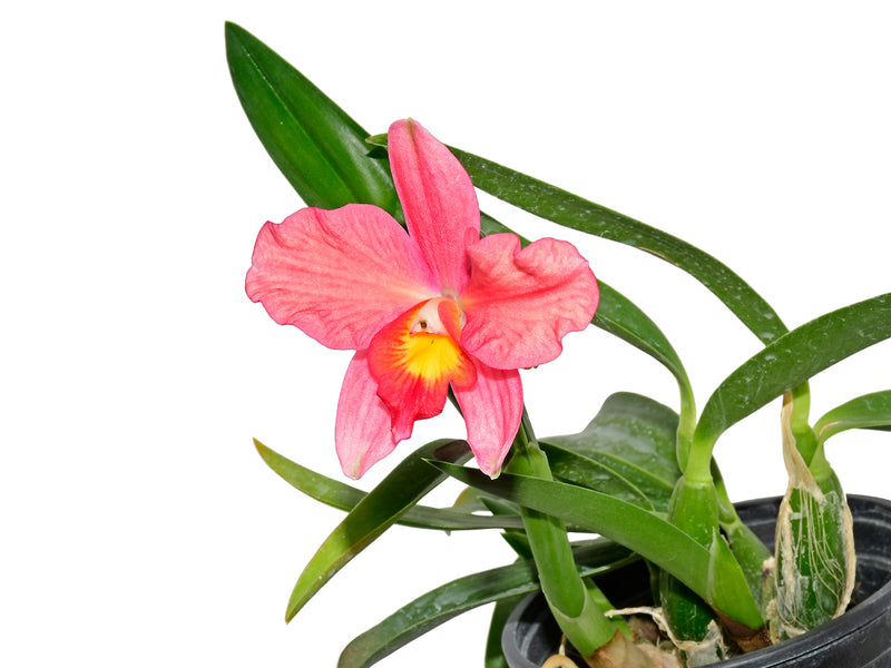 Laeliocattleya Yondi Ashleigh