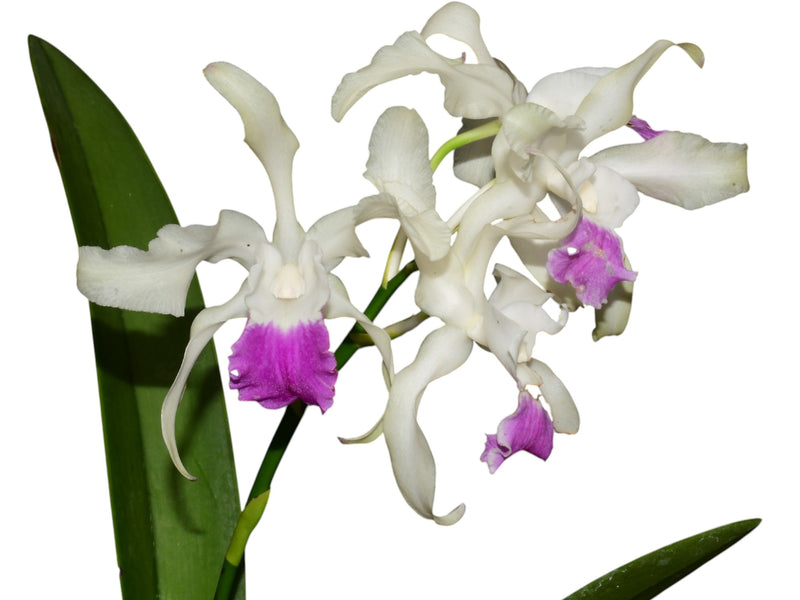 Laeliocattleya Madrecita del Cisne (f. semialba x f. alba)