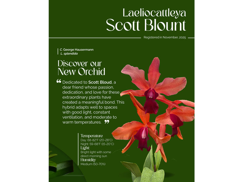 Laeliocattleya Scott Blount