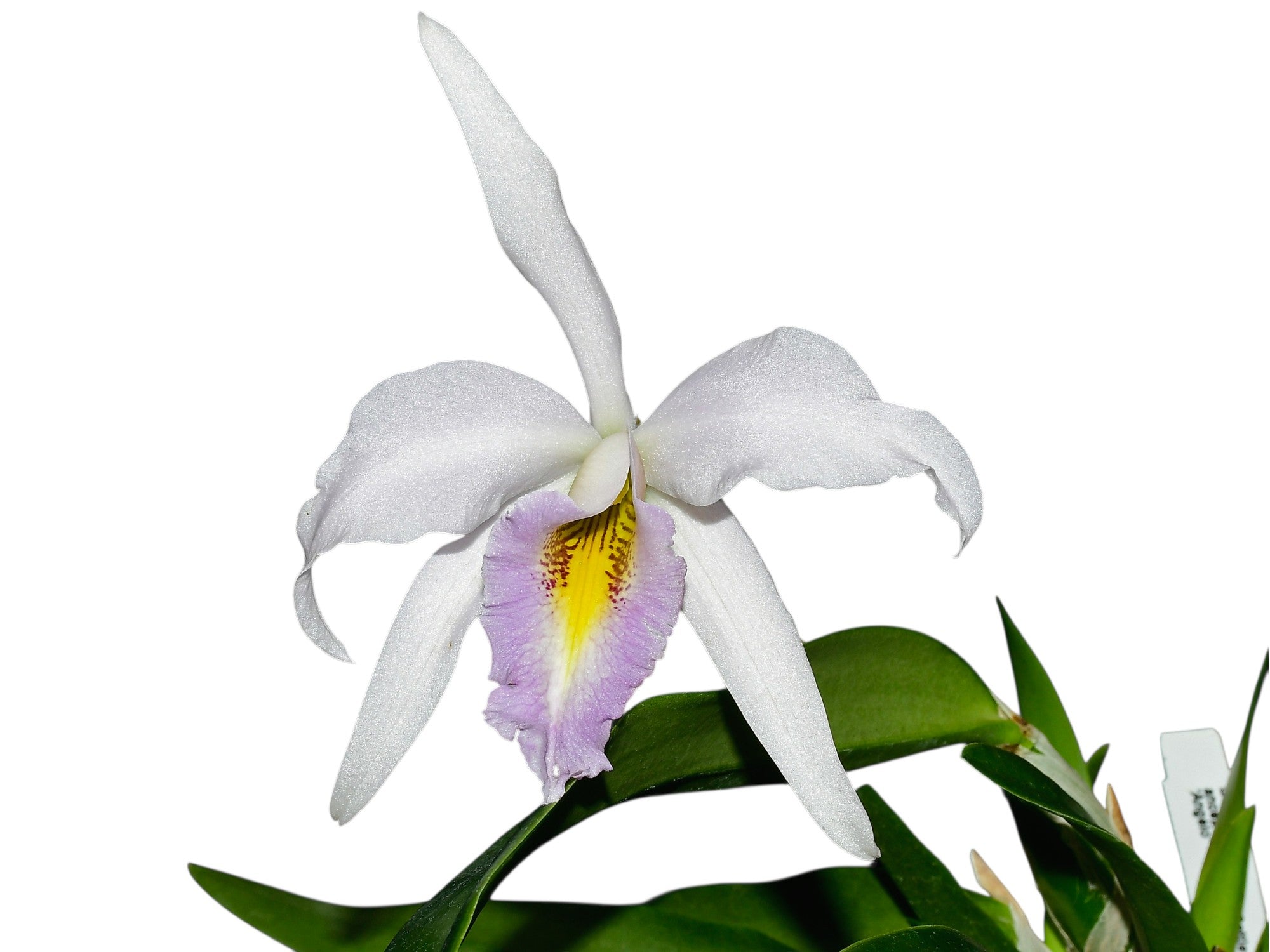 Laeliocattleya Uzhupud Night f. coerulea — Ecuagenera Orquídeas