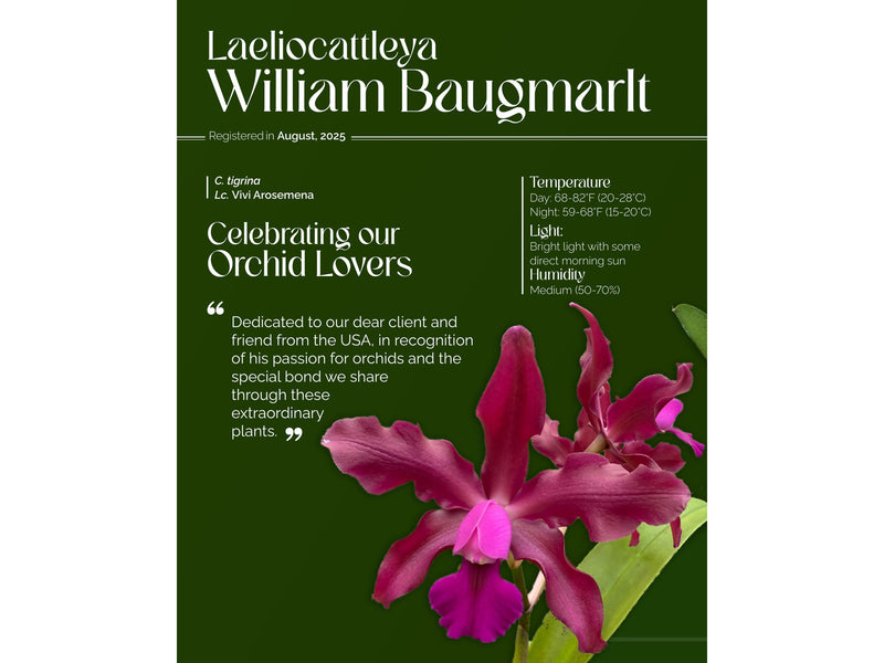 Laeliocattleya William Bangaurtl