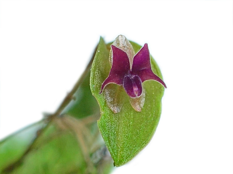 Lepanthes expansa