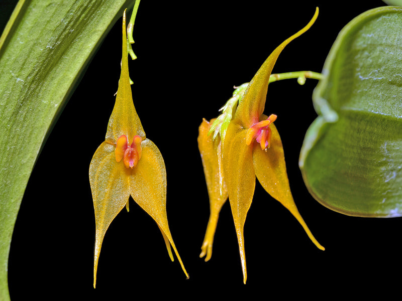 Lepanthes Andean Flame